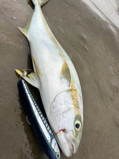 ヒラマサの釣果