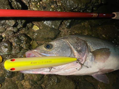 マルスズキの釣果