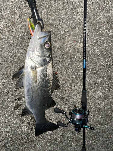 ヒラスズキの釣果