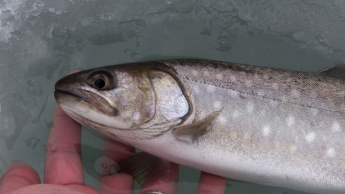 アメマスの釣果