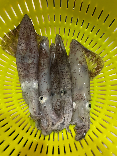 チイチイイカの釣果