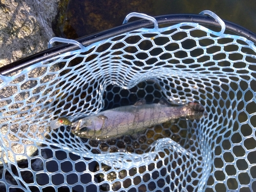 ニジマスの釣果