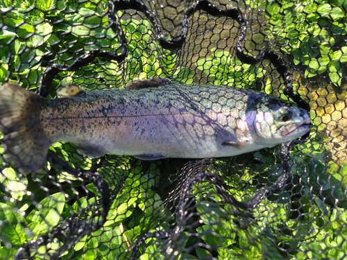 ニジマスの釣果