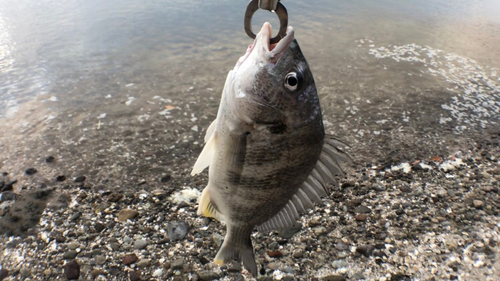 キビレの釣果