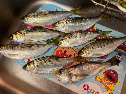 イシモチの釣果