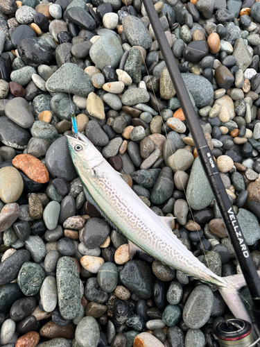 サゴシの釣果