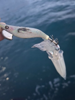 ヤリイカの釣果