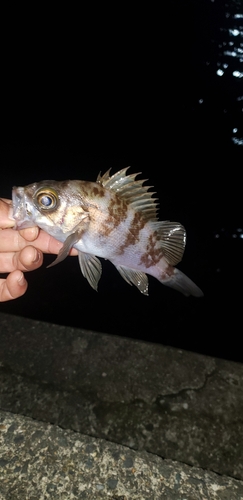 メバルの釣果