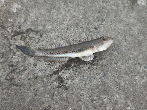 マハゼの釣果