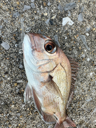 マダイの釣果