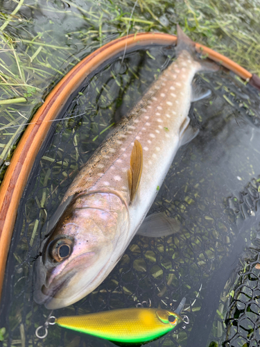 アメマスの釣果