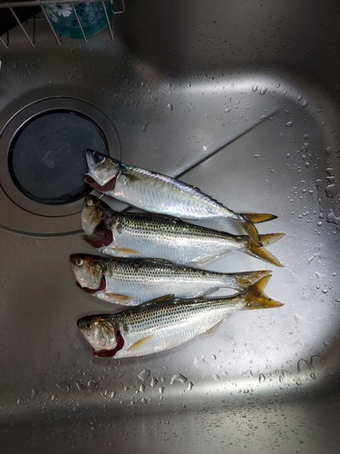 サバの釣果