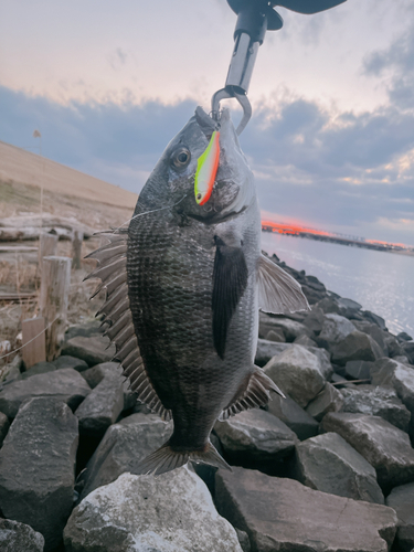 クロダイの釣果