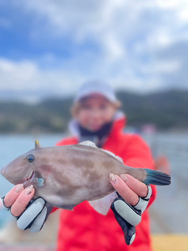 ウマヅラハギの釣果