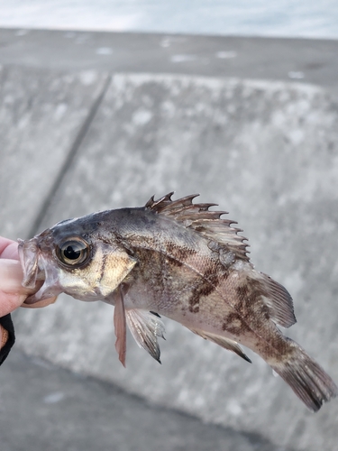 シロメバルの釣果