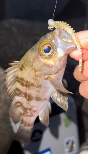 メバルの釣果