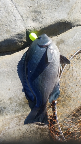 メジナの釣果