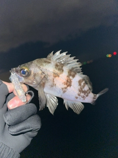 メバルの釣果