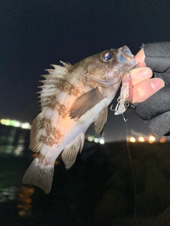 メバルの釣果