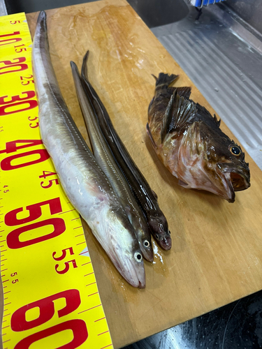 アナゴの釣果