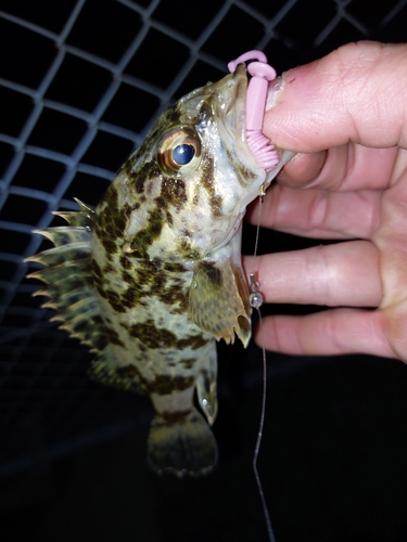 タケノコメバルの釣果