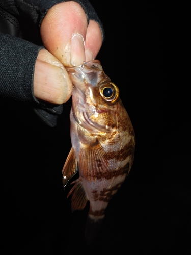 メバルの釣果