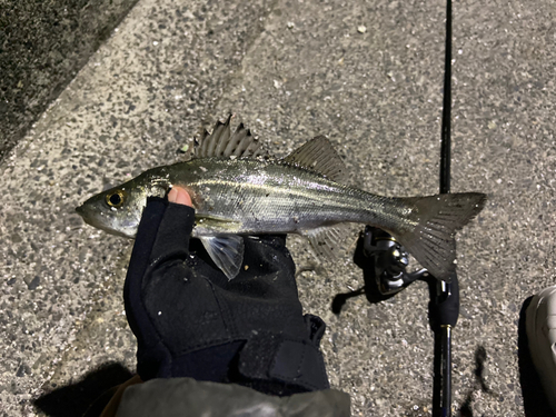 セイゴ（マルスズキ）の釣果