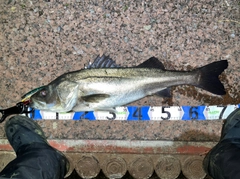 シーバスの釣果