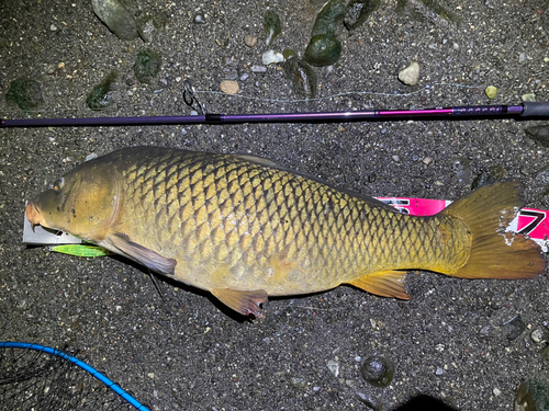 コイの釣果