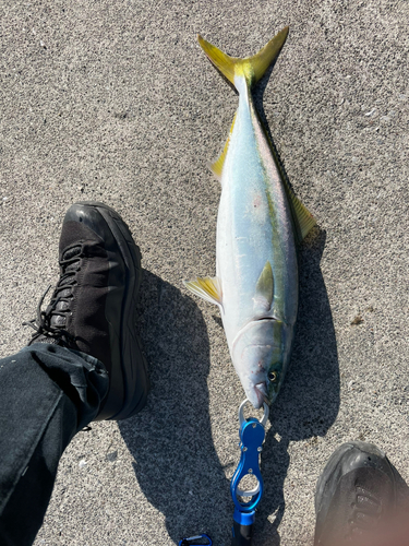 イナダの釣果