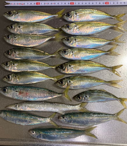 アジの釣果