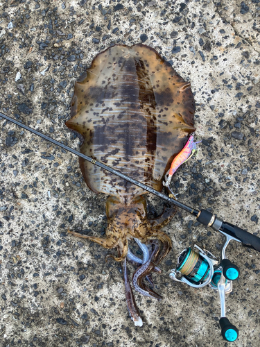 アオリイカの釣果