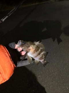 シロメバルの釣果