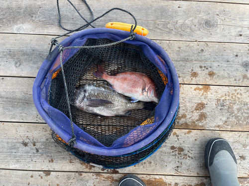 マダイの釣果