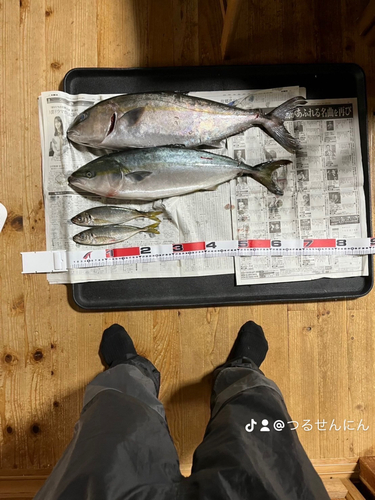 カンパチの釣果