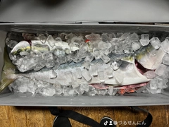 ブリの釣果