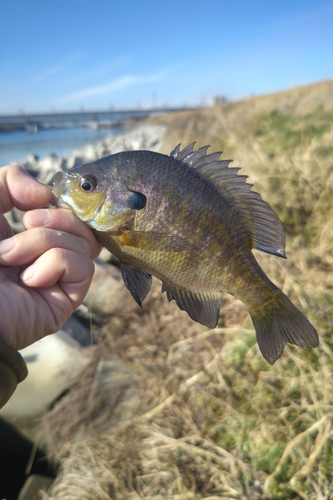 ブルーギルの釣果