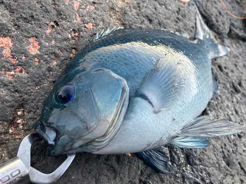 メジナの釣果