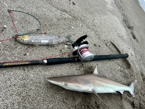 サメの釣果