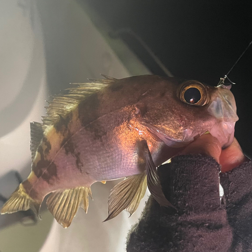 シロメバルの釣果