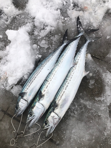 サゴシの釣果