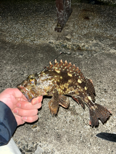 カサゴの釣果