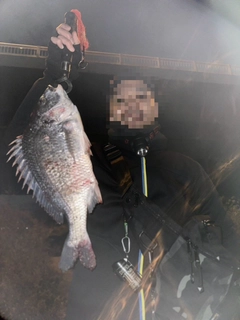 キビレの釣果