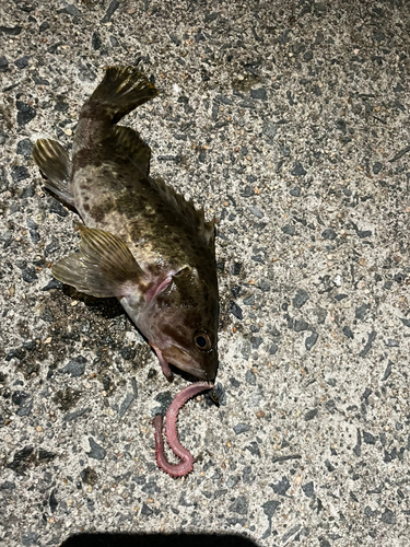 タケノコメバルの釣果