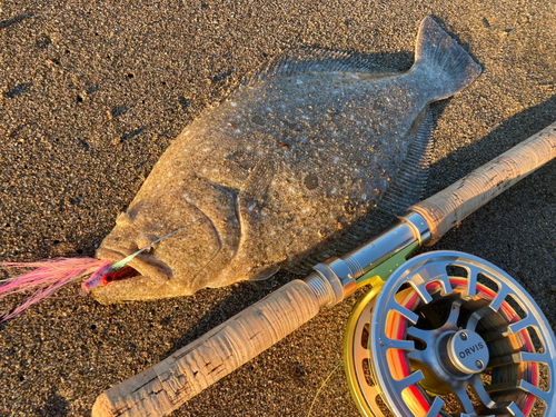 ソゲの釣果