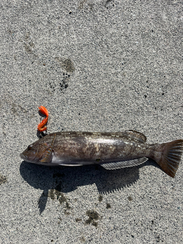 アイナメの釣果