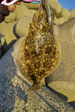 ヒラメの釣果