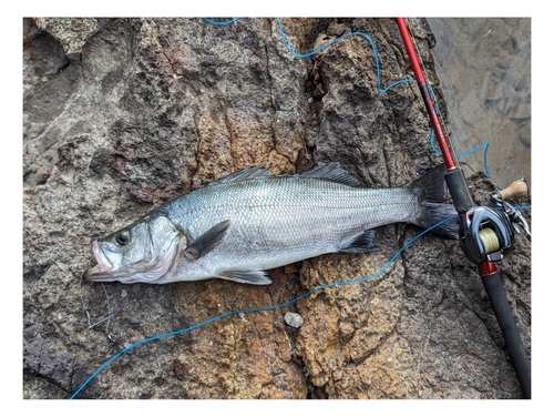 ヒラスズキの釣果