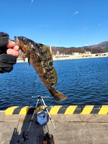 アイナメの釣果