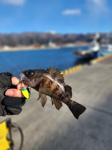 シロメバルの釣果